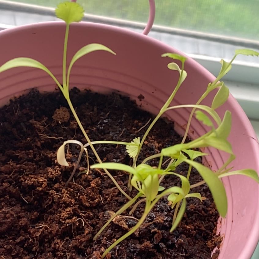 Photo of the plant species Cilantro 'Santo' by @RealKippernut48 named Planty on Greg, the plant care app