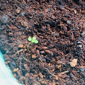Photo of the plant species Mint by @RealKippernut48 named Sahara on Greg, the plant care app