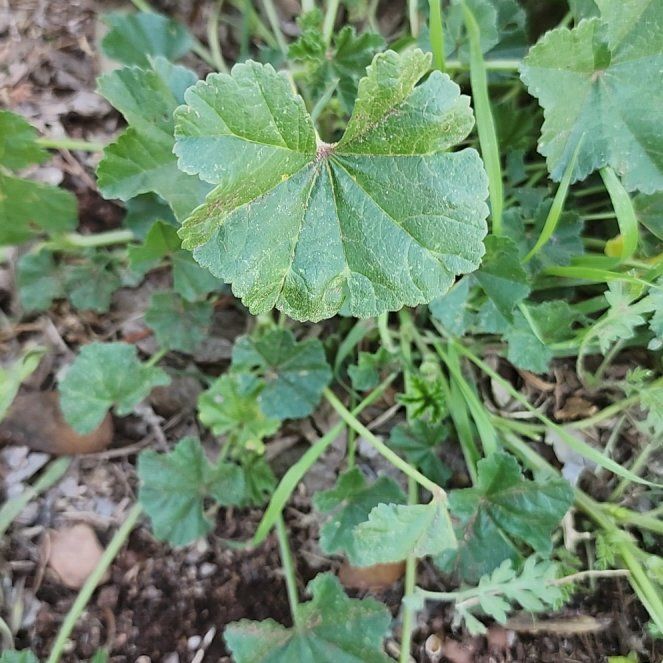 Photo of the plant species Cheeseweed Mallow by @IdolBlackpea55 named Austen on Greg, the plant care app