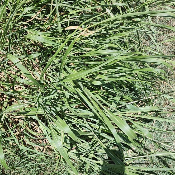 Photo of the plant species Reed Canarygrass by @IdolBlackpea55 named Spike Leaves on Greg, the plant care app