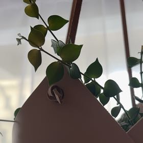 Photo of the plant species Million hearts by @NativeTule85 named Nithin on Greg, the plant care app