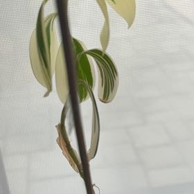 Photo of the plant species Variegated Spiral Ginger by @NativeTule85 named Sage on Greg, the plant care app