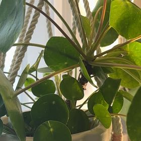 Photo of the plant species Variegated Chinese Money Plant by @NativeTule85 named Darwin on Greg, the plant care app