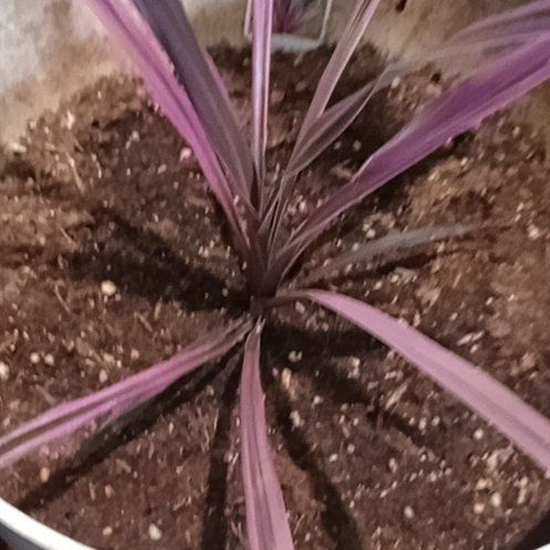 Photo of the plant species Cordyline 'Paso Doble' by @UltraWoodfern7 named Scarlett on Greg, the plant care app