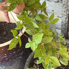 Photo of the plant species Clematis by @YokeBrackenfern named ChloroPhil on Greg, the plant care app