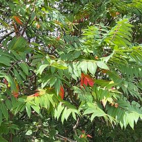 Photo of the plant species Staghorn Sumac by @HaleyR named Sigmund on Greg, the plant care app