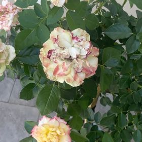 Photo of the plant species True Sincerity by @SolidLippia79 named Cleopatra on Greg, the plant care app