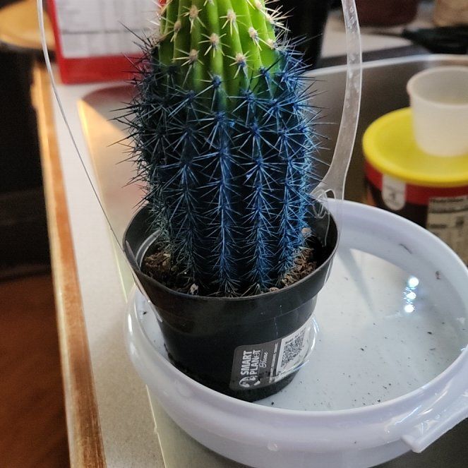 Photo of the plant species Kosmik Kaktus-a Asst by @SoaringNeslia78 named Henry on Greg, the plant care app