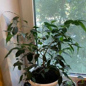 Weeping Fig plant photo by @tonyathedork named Marcus on Greg, the plant care app.