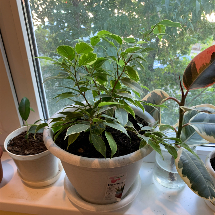 Photo of the plant species Variegated Weeping Fig by @tonyathedork named Matthew on Greg, the plant care app