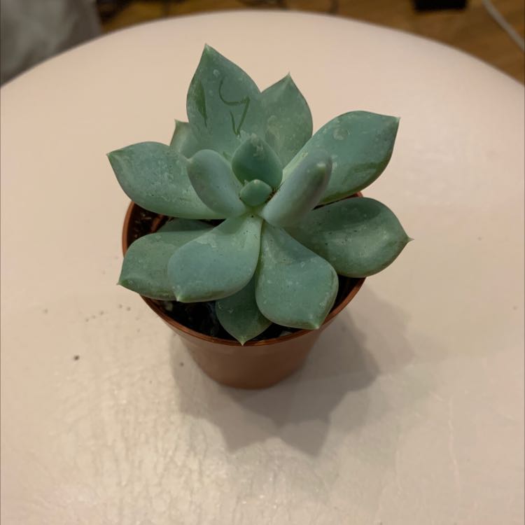 Pachyphytum 'Moon Silver' succulent in a small pot, healthy and well-framed.