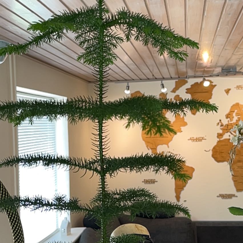 Photo of the plant species Cook's Pine by @NotableRambutan named Fernie Sanders on Greg, the plant care app