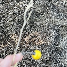 Photo of the plant species Carolina Horsenettle by @WhizMudpuppy4 named Michelle Branch on Greg, the plant care app