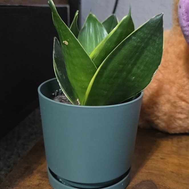Photo of the plant species Sansaveria fernwood by @YiftTejocote70 named Zetsu on Greg, the plant care app