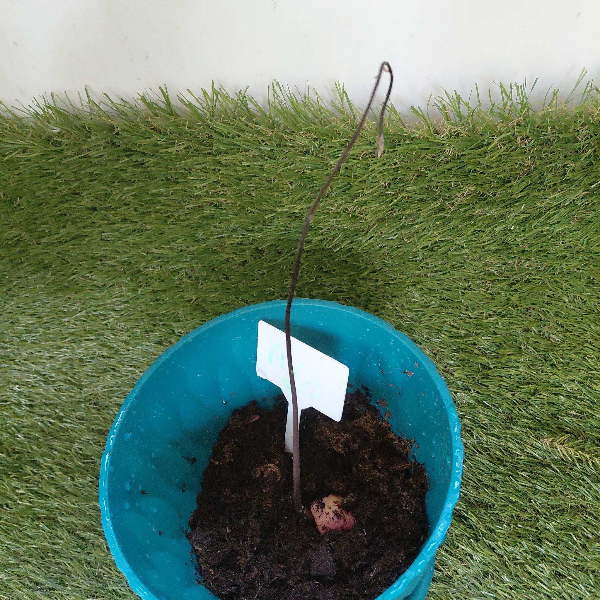 Photo of the plant species Avacado Tree by @BohemeMama79 named AVA seedling on Greg, the plant care app