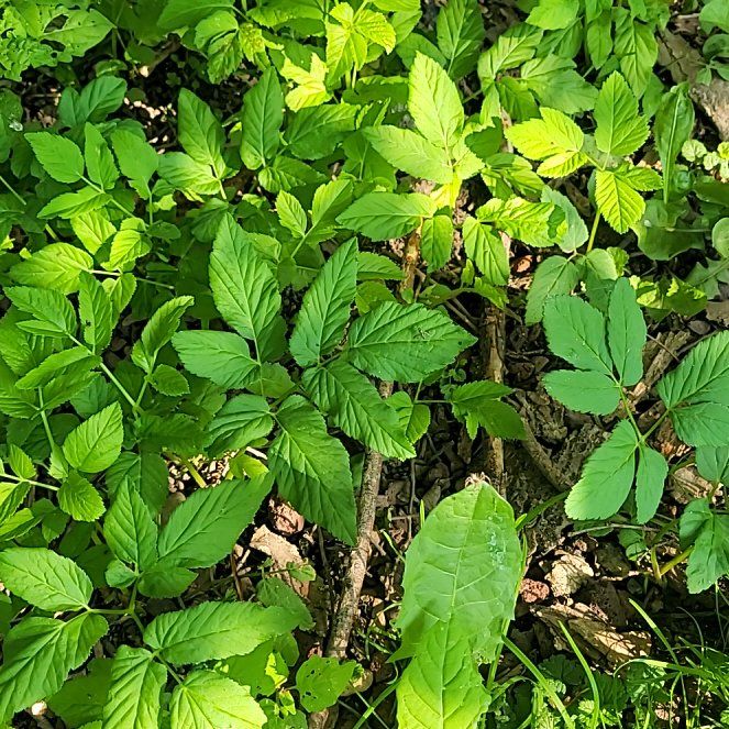 Photo of the plant species Yellowroot by @HotPegaropa21 named Gates on Greg, the plant care app