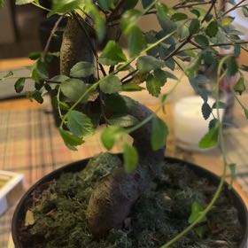 Photo of the plant species Bonsai plant by @BabyPepino18 named Ezekiel on Greg, the plant care app