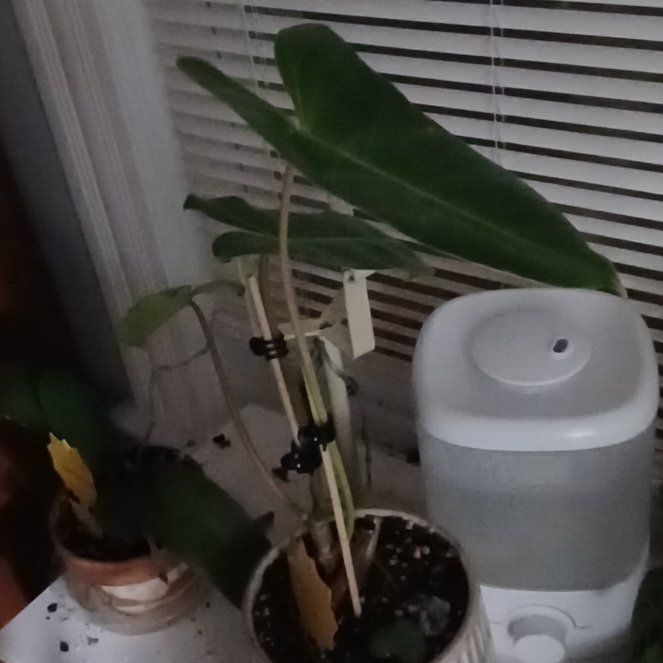 Photo of the plant species Burl Marx Philo by @SustainedBlue44 named da Vinci on Greg, the plant care app
