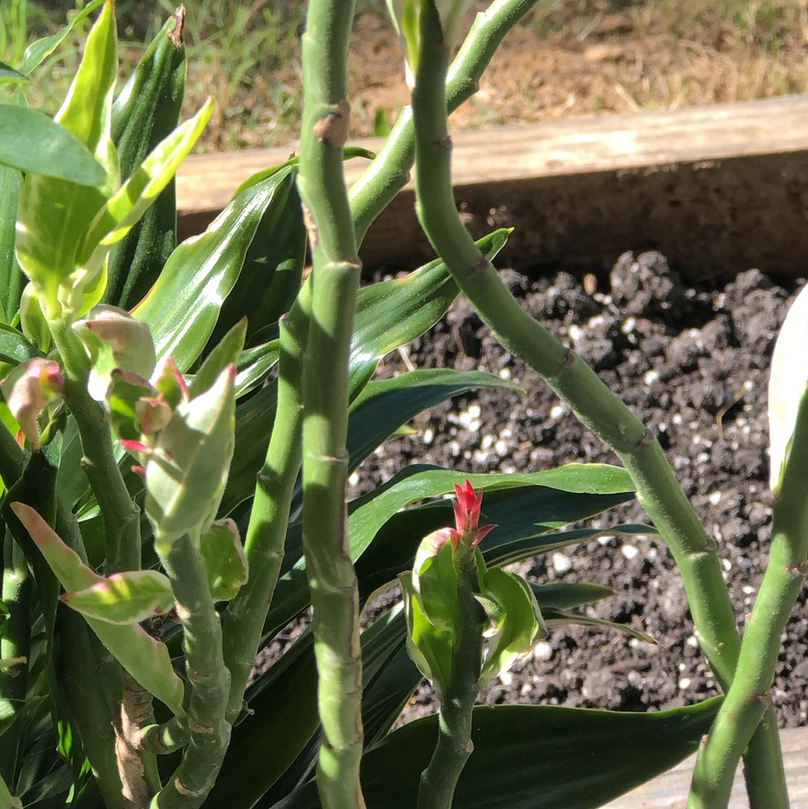 Photo of the plant species Slipper Plant by @HeirPigsears85 named Sanders on Greg, the plant care app