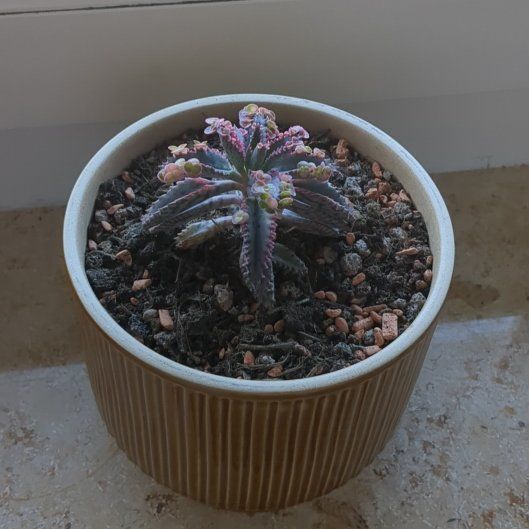 Photo of the plant species Kalanchoe 'Pink Butterflies' by @DeluxeCat40 named Mollie on Greg, the plant care app