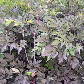 Photo of the plant species Black Baneberry by @ModelAlfalfa96 named Navajo on Greg, the plant care app