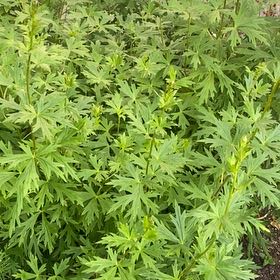 Photo of the plant species Monkshood by @ModelAlfalfa96 named Sahara on Greg, the plant care app