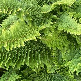 Photo of the plant species Eastern Hayscented Fern by @ModelAlfalfa96 named Drake on Greg, the plant care app