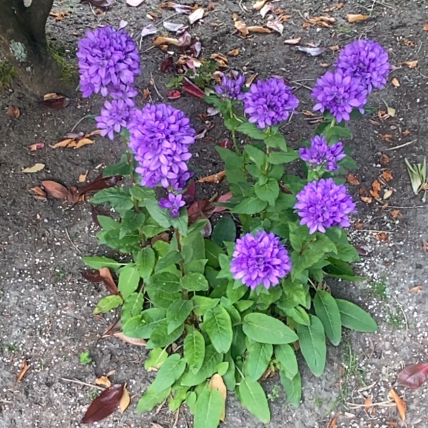 Photo of the plant species Clustered Bellflower by @ModelAlfalfa96 named Surya on Greg, the plant care app