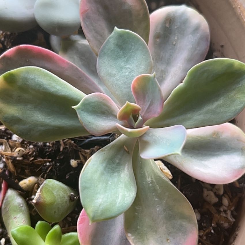 Photo of the plant species Rainbow Echeveria by @AcePepino40 named Wall-E on Greg, the plant care app