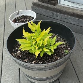 Photo of the plant species Hosta by @AnewBlueoak26 named Steve on Greg, the plant care app