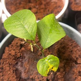 Photo of the plant species White Cherimoya by @DapperWildgrape named Pax on Greg, the plant care app