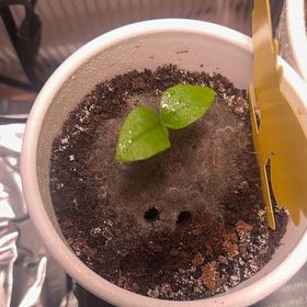 Photo of the plant species Eureka Lemon by @DapperWildgrape named Luna on Greg, the plant care app