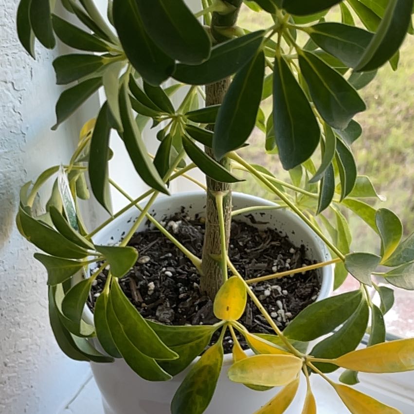 Photo of the plant species Hawaiian Schefflera by @DreamyBlueoak77 named Miley on Greg, the plant care app