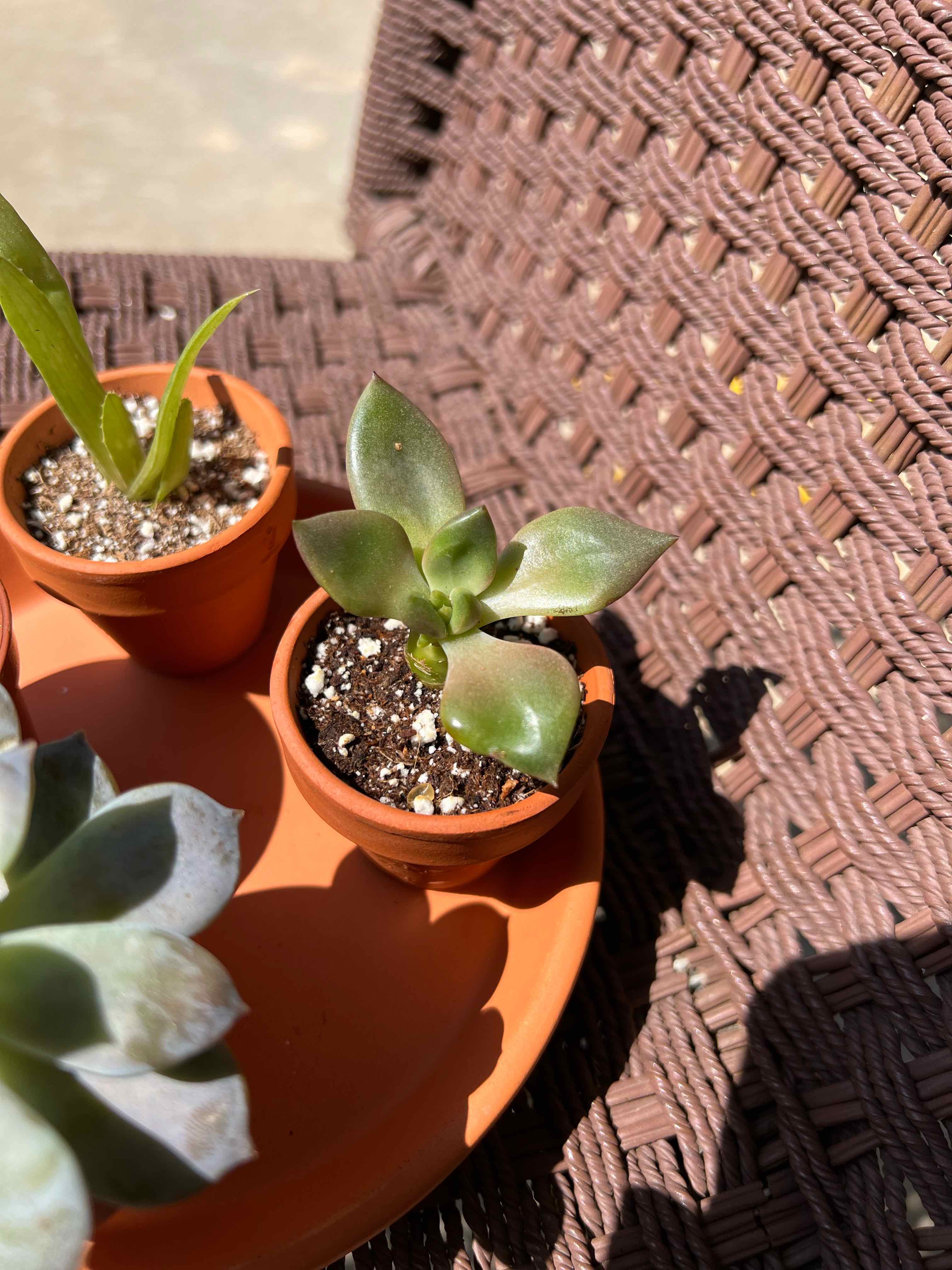 Photo of the plant species Graptoveria Juliana by @BabieTRex420 named Professor Sprout on Greg, the plant care app
