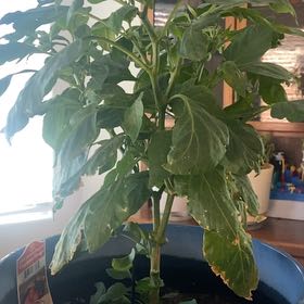 Photo of the plant species Lunchbox Yellow Pepper by @JoyfulGerbera55 named Harmony on Greg, the plant care app