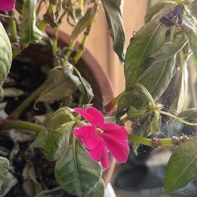 Photo of the plant species Madagascar Periwinkle by @ManlyPecan11 named Sigmund on Greg, the plant care app