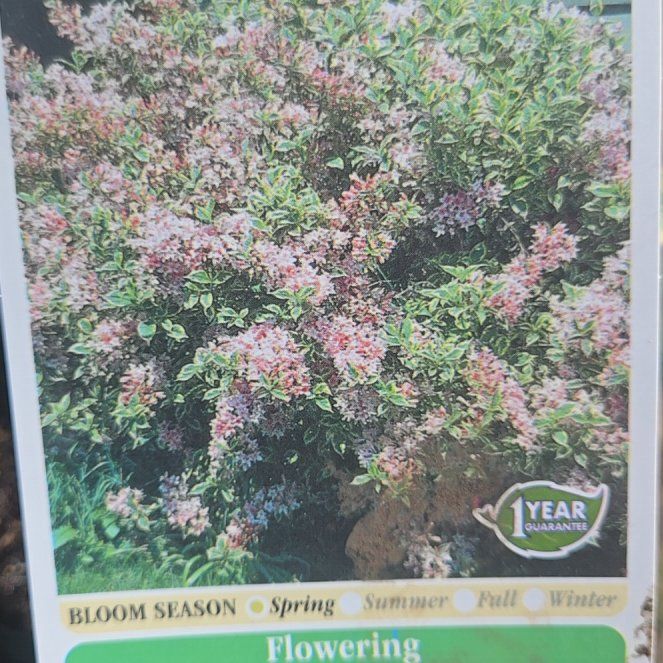Photo of the plant species Variegated Weigela by @HipViolet84 named Elina on Greg, the plant care app