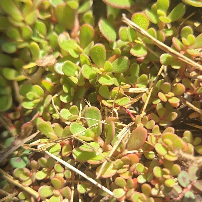 Photo of the plant species Creeping Coprosma by @HipViolet84 named Zeus on Greg, the plant care app