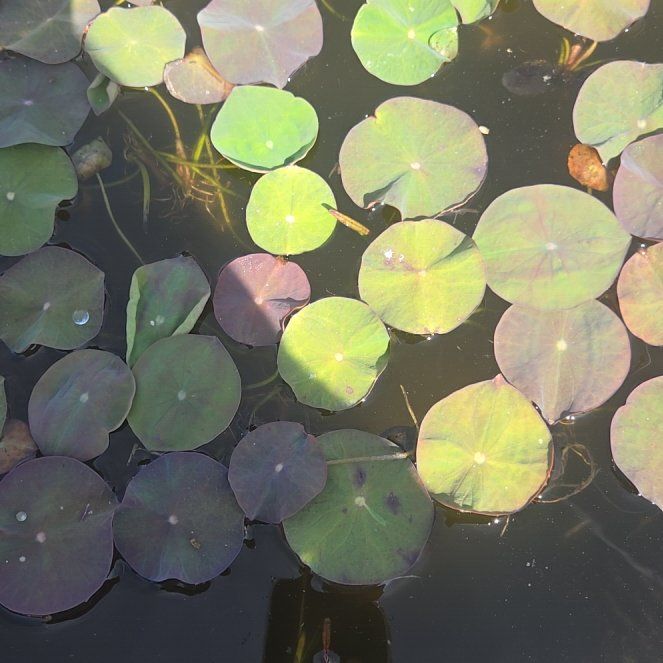 Photo of the plant species Fringed Water Lily by @HipViolet84 named Baesil on Greg, the plant care app