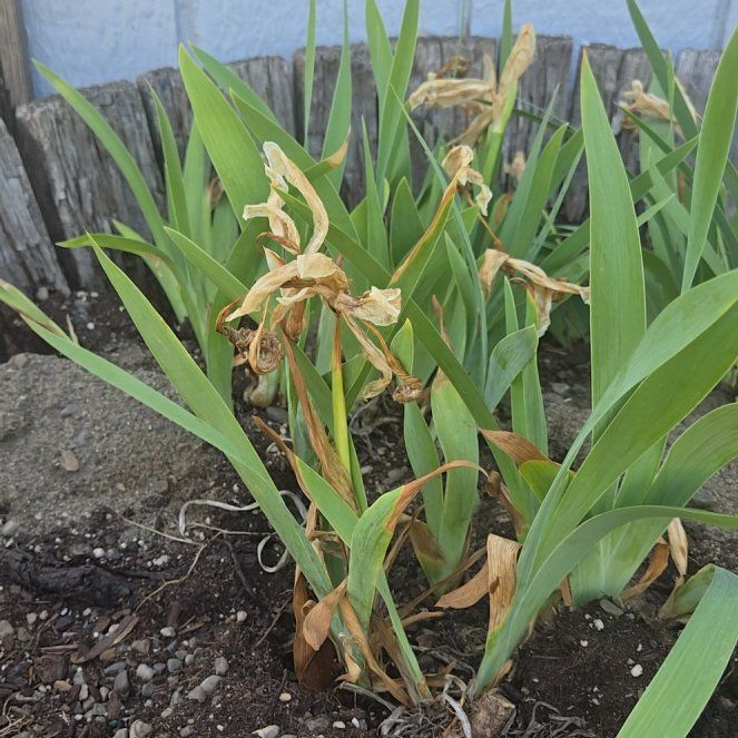 Photo of the plant species Dwarf Bearded Iris 'Aurea' by @HipViolet84 named Figyonce on Greg, the plant care app