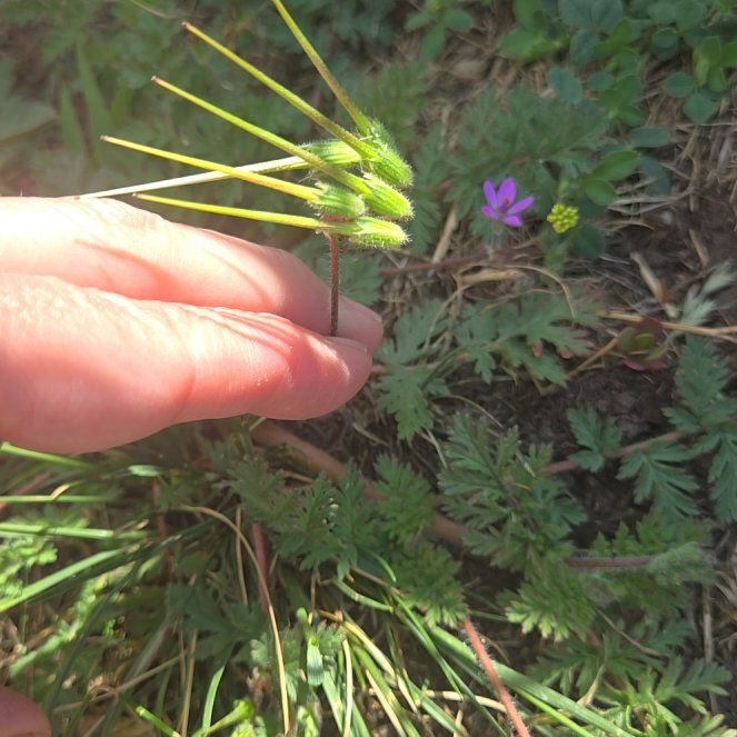 Photo of the plant species Common Stork's Bill by @HipViolet84 named Gomez on Greg, the plant care app