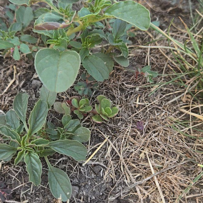 Photo of the plant species Prostrate Pigweed by @HipViolet84 named Fernie Mercury on Greg, the plant care app