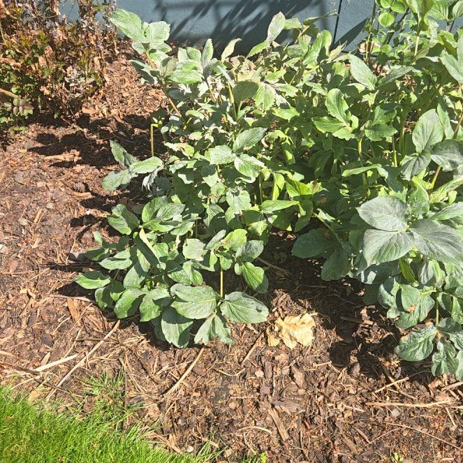 Photo of the plant species Peonies by @HipViolet84 named Apollo on Greg, the plant care app