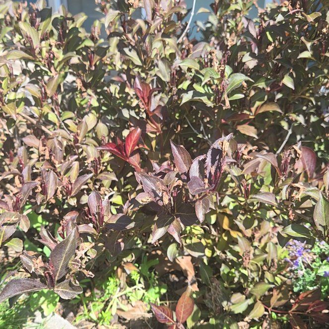 Photo of the plant species Weigela Wine & Roses® by @HipViolet84 named Sol on Greg, the plant care app