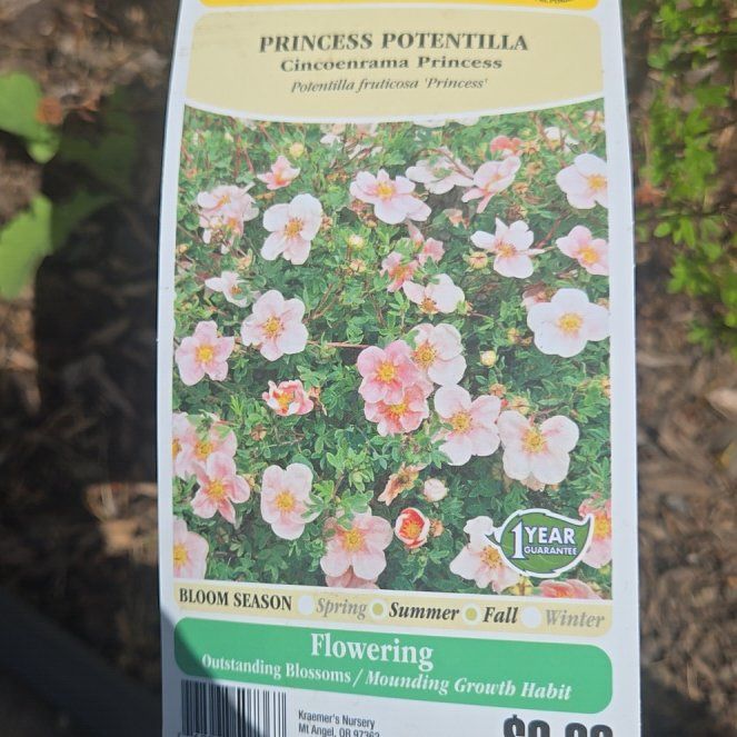 Photo of the plant species Potentilla 'Suke' by @HipViolet84 named Kardashian on Greg, the plant care app