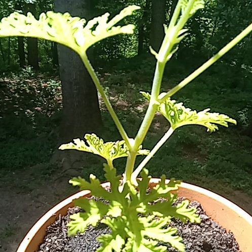 Photo of the plant species Sceptridium dissectum by @TycoonOxlip81 named Gaga on Greg, the plant care app