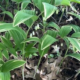Photo of the plant species Angular Solomon's Seal by @ZarfWingfern14 named Cleopatra on Greg, the plant care app