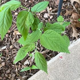 Photo of the plant species Western Hackberry by @ZarfWingfern14 named Hamilton on Greg, the plant care app