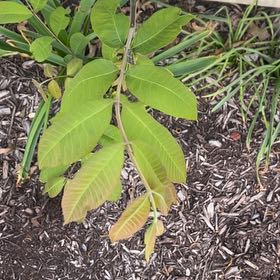 Photo of the plant species Pecan by @ZarfWingfern14 named Mando on Greg, the plant care app