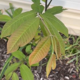 Photo of the plant species Pecan by @ZarfWingfern14 named Willow on Greg, the plant care app